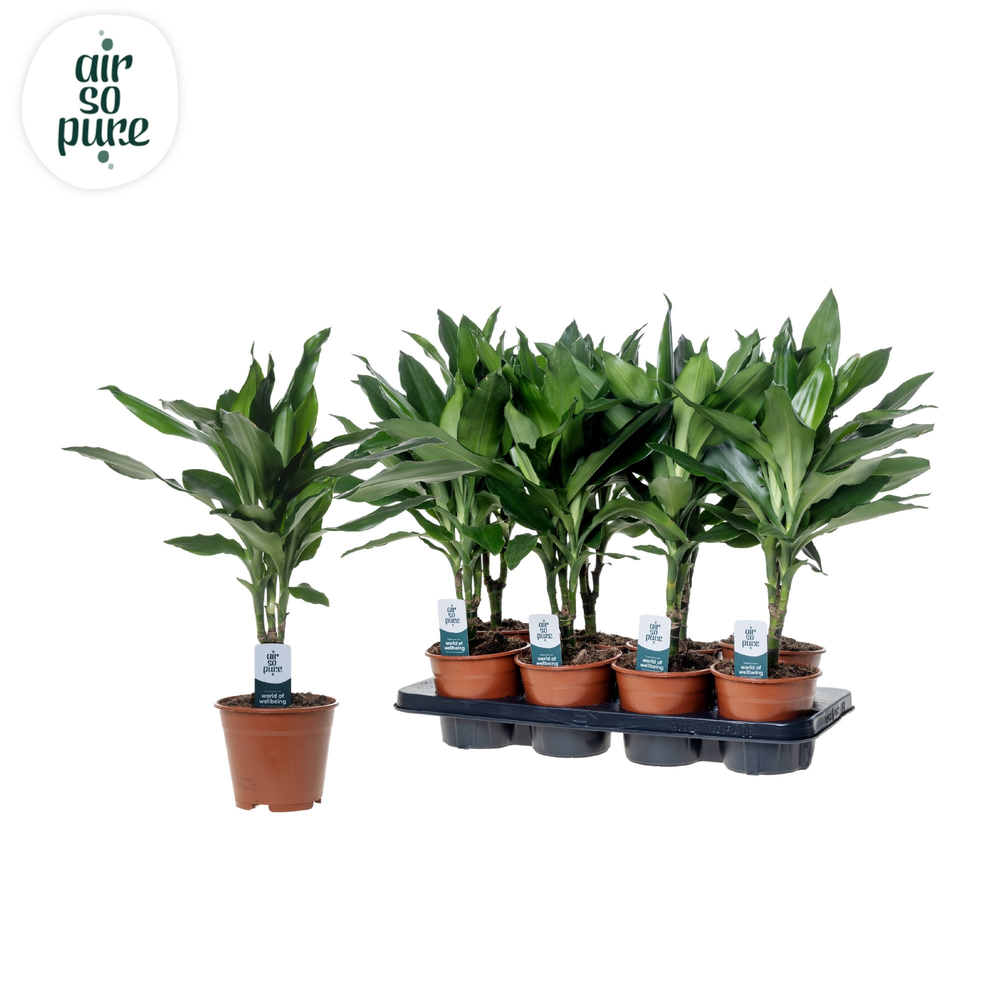 Dracaena Janet Lind p14 (Air so Pure).