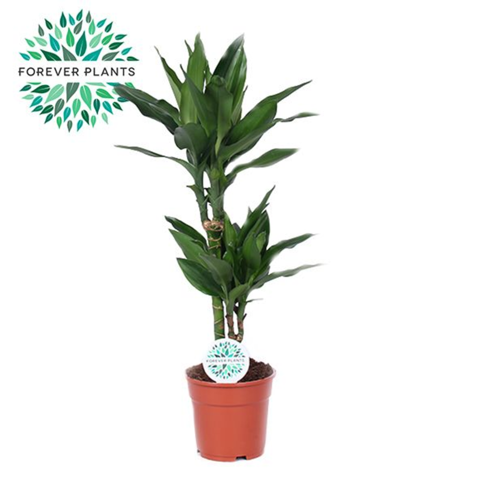 Dracaena Janet Lind p17, 30+10.