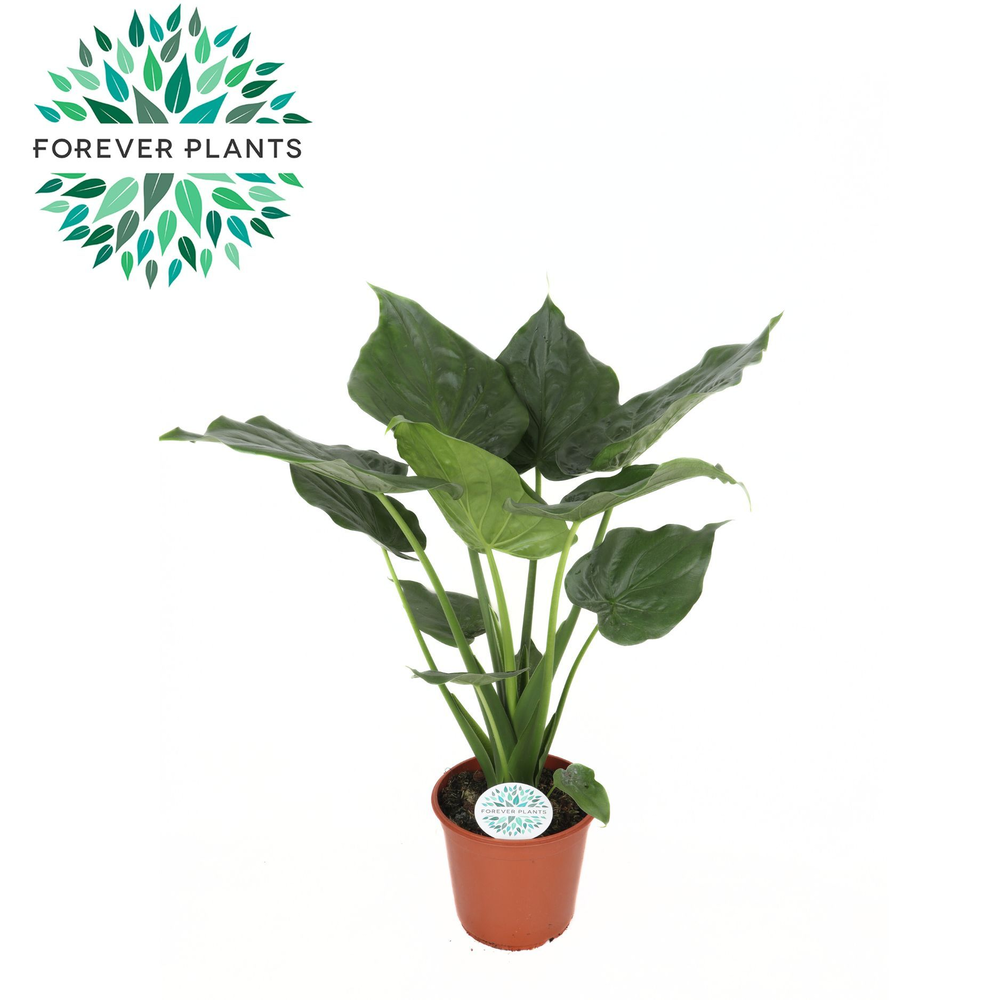 Alocasia Cucullata p24.