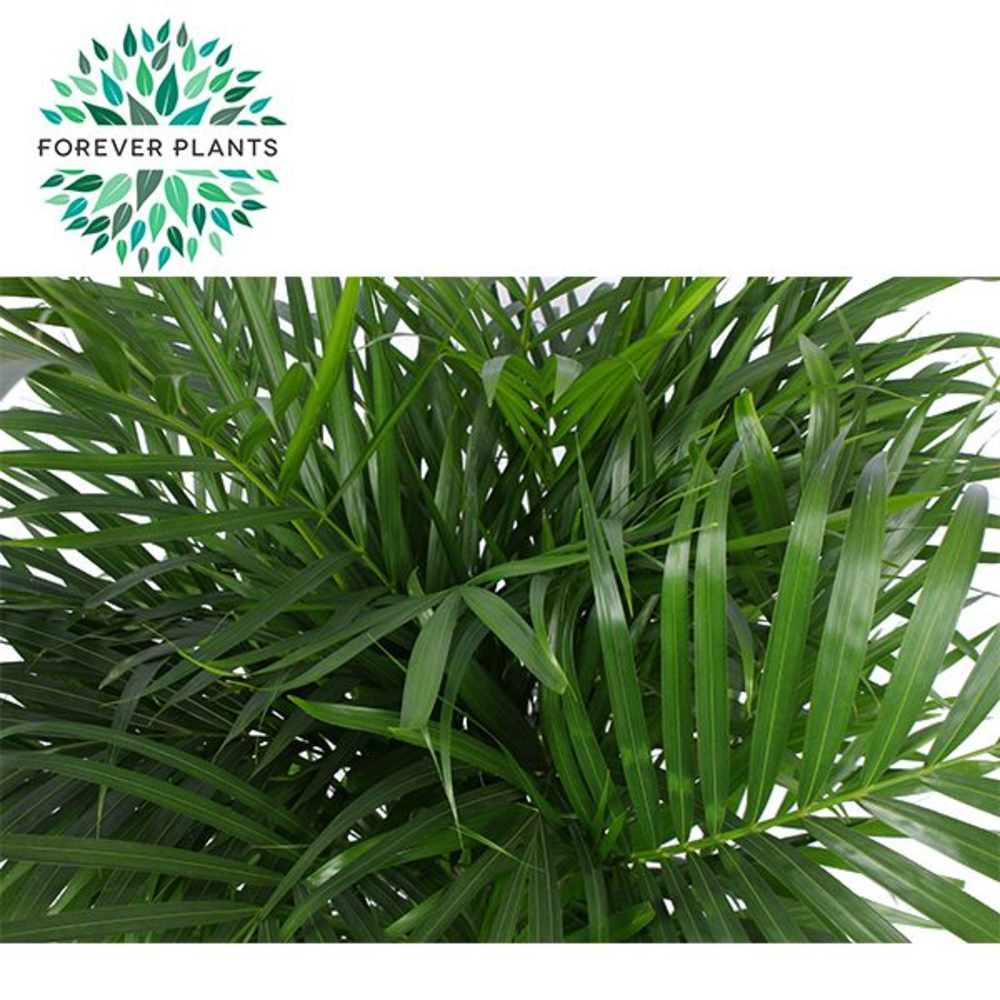 Dypsis Lutescens p24 (Areca).