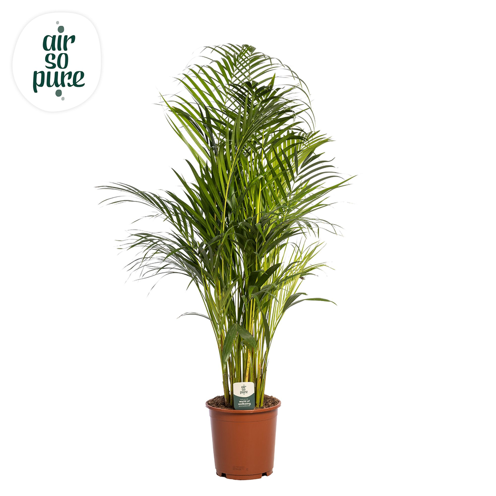 Dypsis Lutescens p24 (Areca) (Air so Pure).