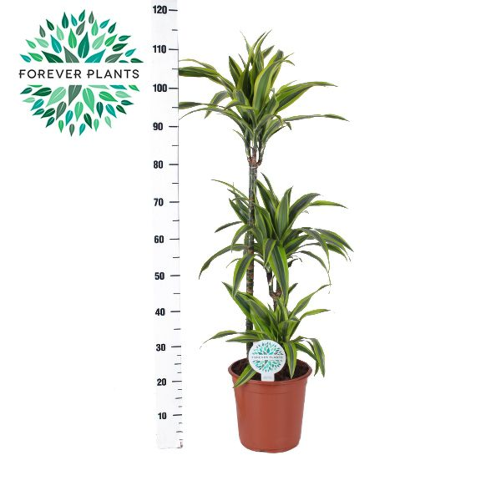 Dracaena Lemon Lime p24, 75+30+10.
