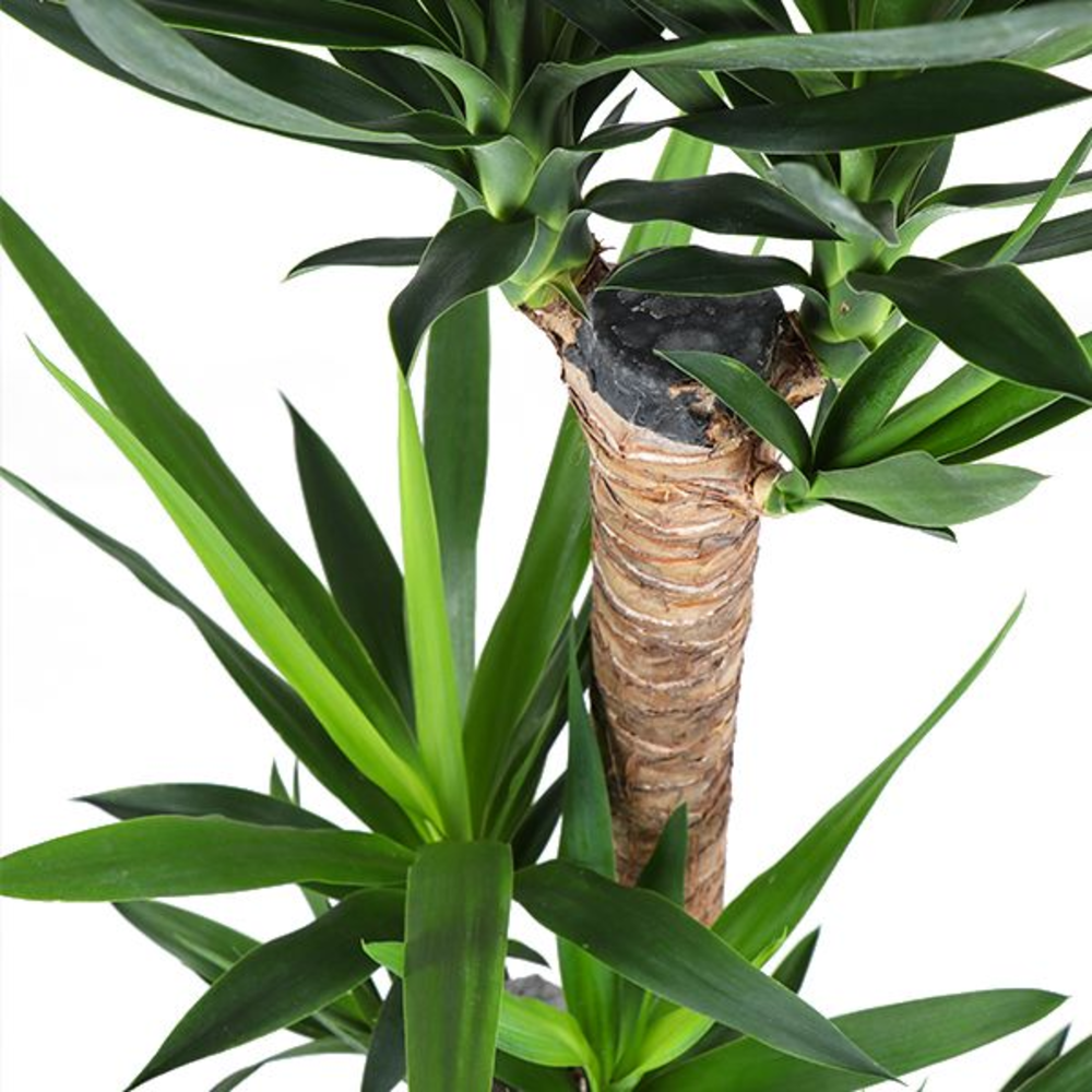 Yucca p24, 90+45+20 (2+ KOP).