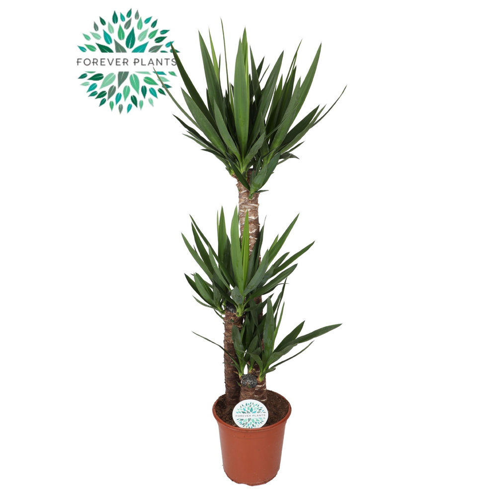 Yucca p24, 90+45+20 (3+ KOP).