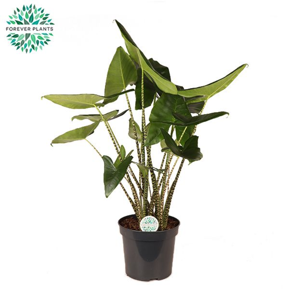 Alocasia Zebrina p35.