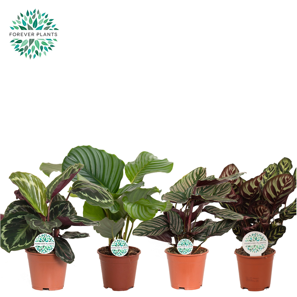 Calathea Gemengd p14.
