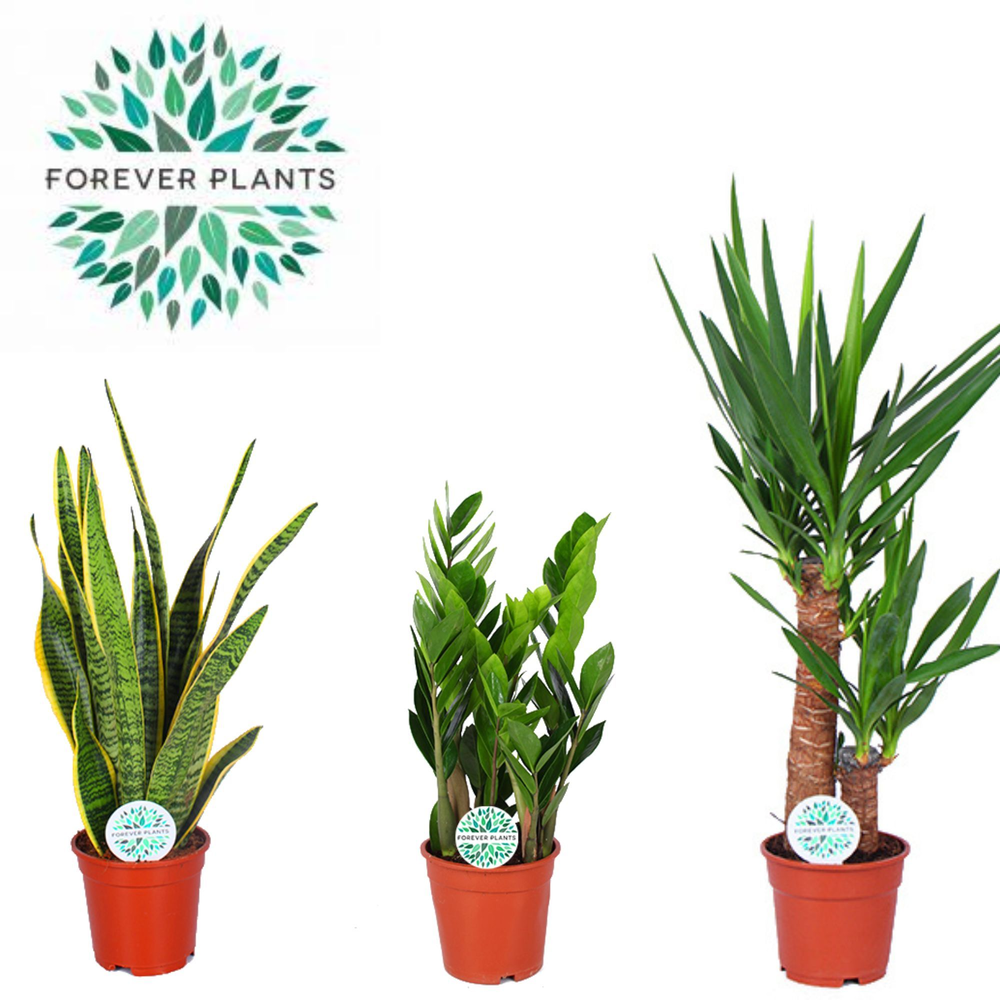 Groen Mix Easy Care p17.