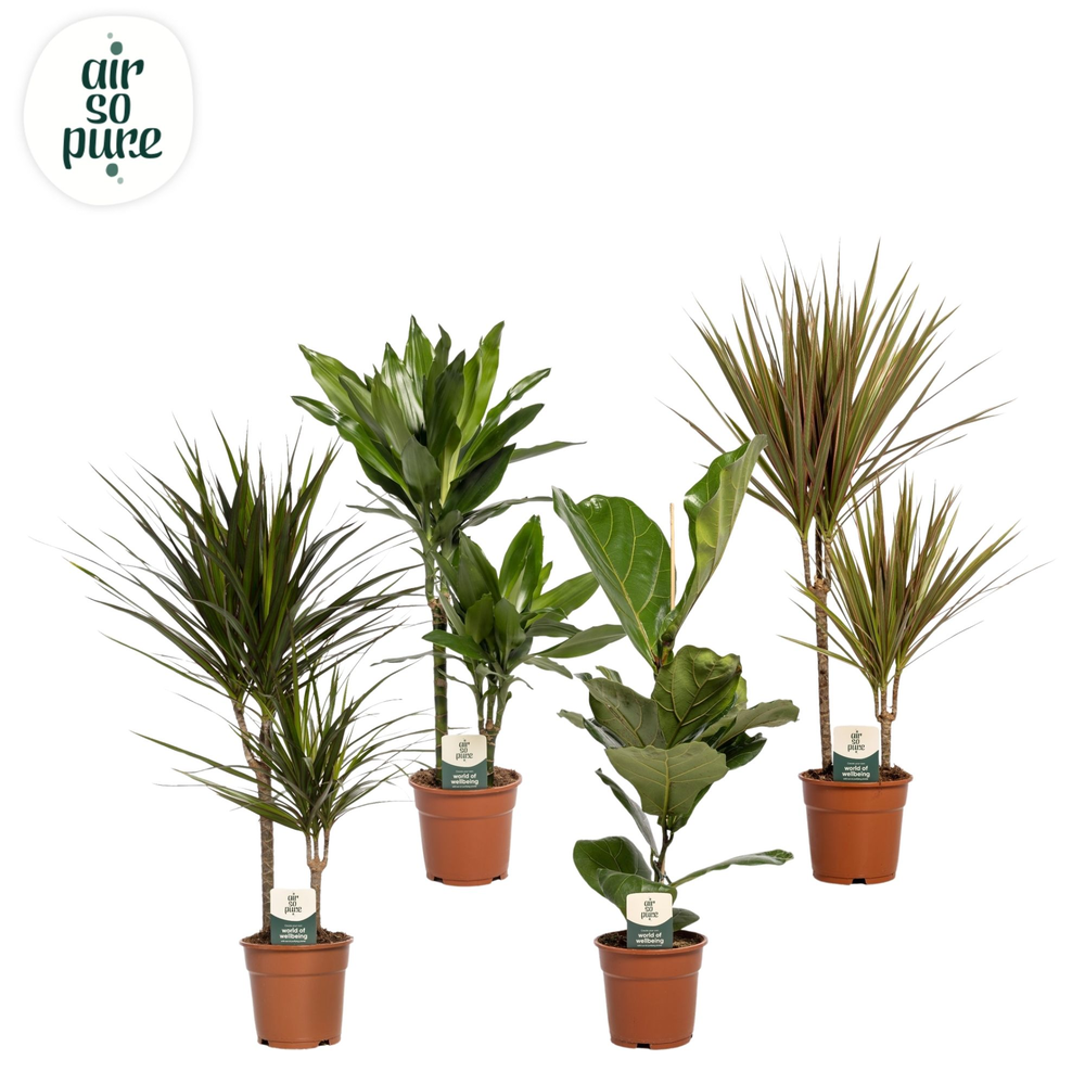 Groen Mix kamerplanten p17 (Air so Pure).