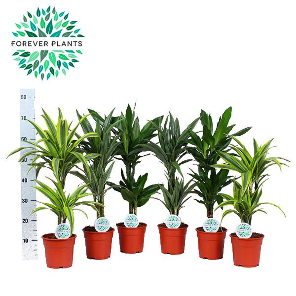 Groen Mix Deremensis p17.