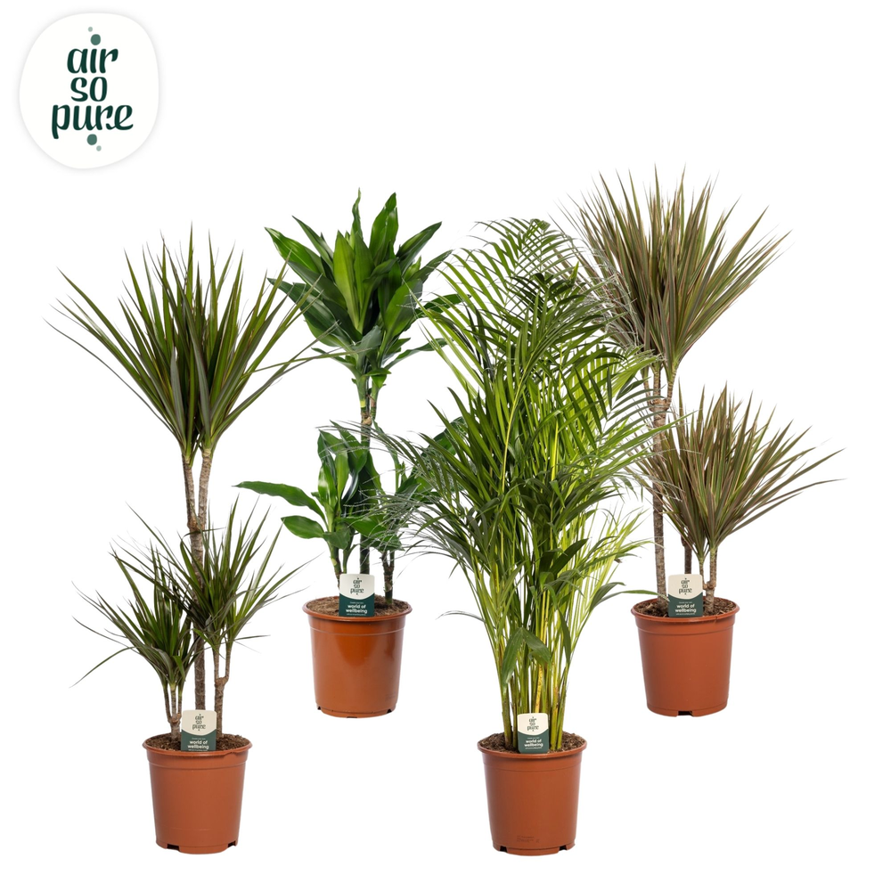 Groen Mix p21 (Air So Pure).