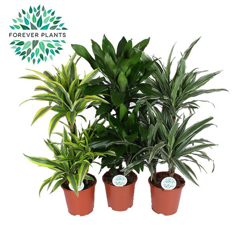 Groen Mix Deremensis p21.