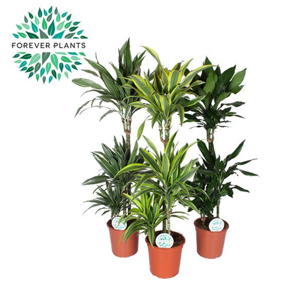 Dracaena Deremensis Mix p24.