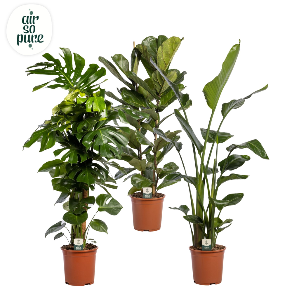 Groen Mix p27 LUXE (Air So Pure).