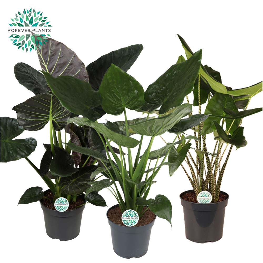 Alocasia Gemengd p35.