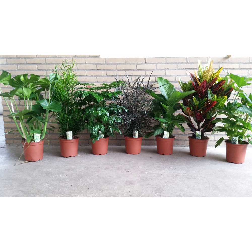 Fatsia, Dieffenbachia, Monstera, Radermachera, Hom.