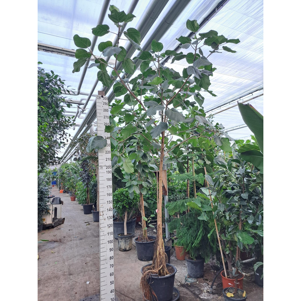 Ficus umbellata rechte stam 400.