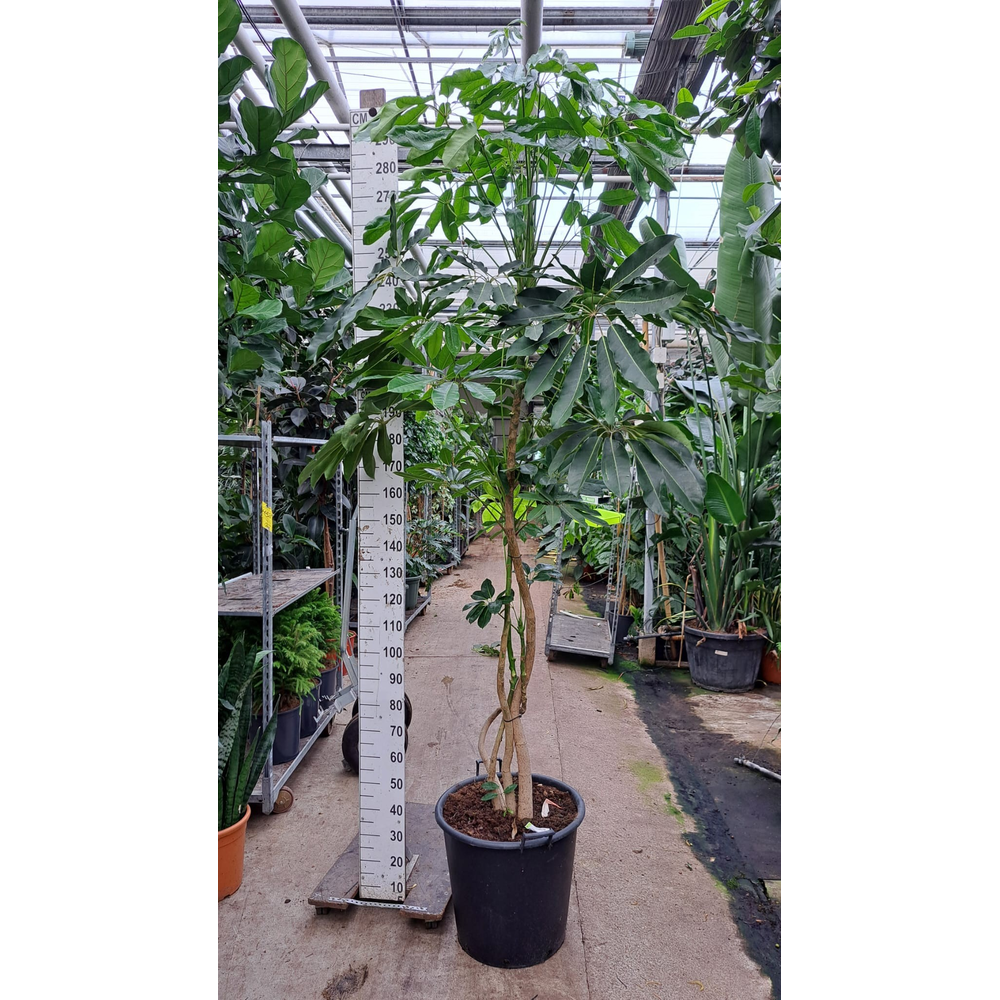 Schefflera Amate stam XL 300.