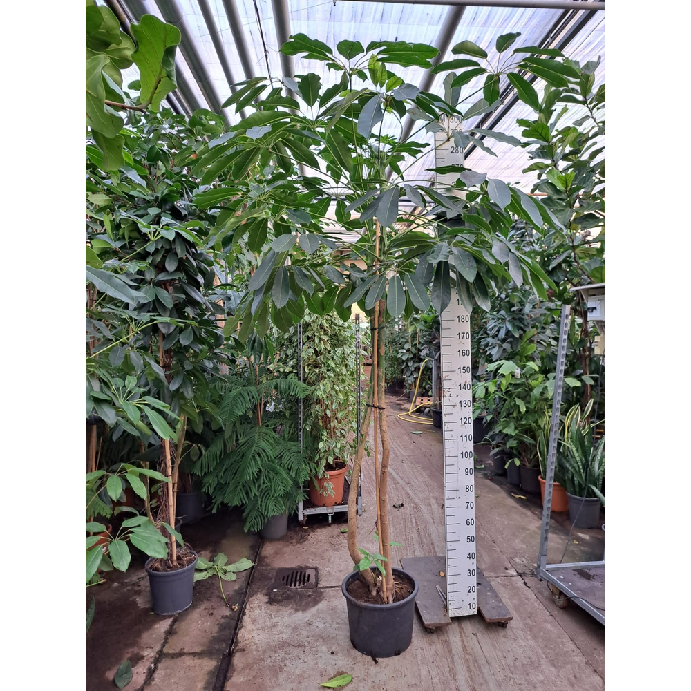 Schefflera Amate stam XL 300.