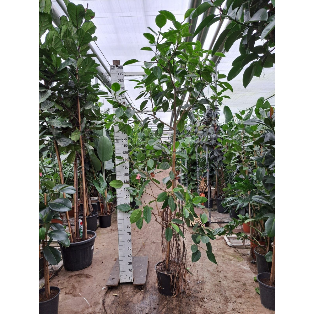 Ficus Altissima vertakt 350.