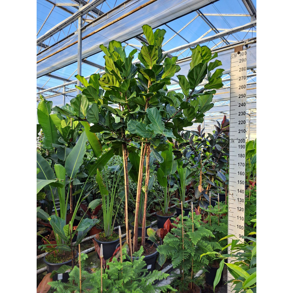 Ficus Lyrata trio stam 330.