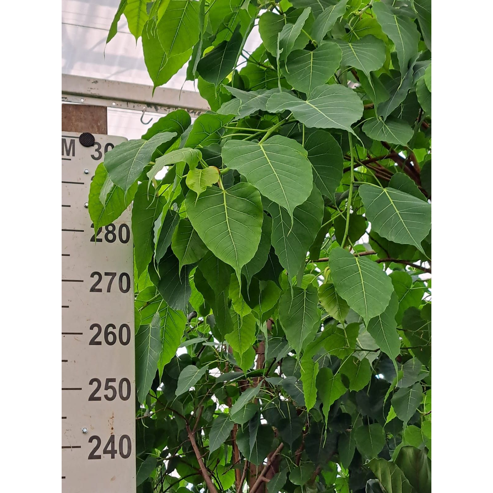 Ficus Religiosa stam 350.