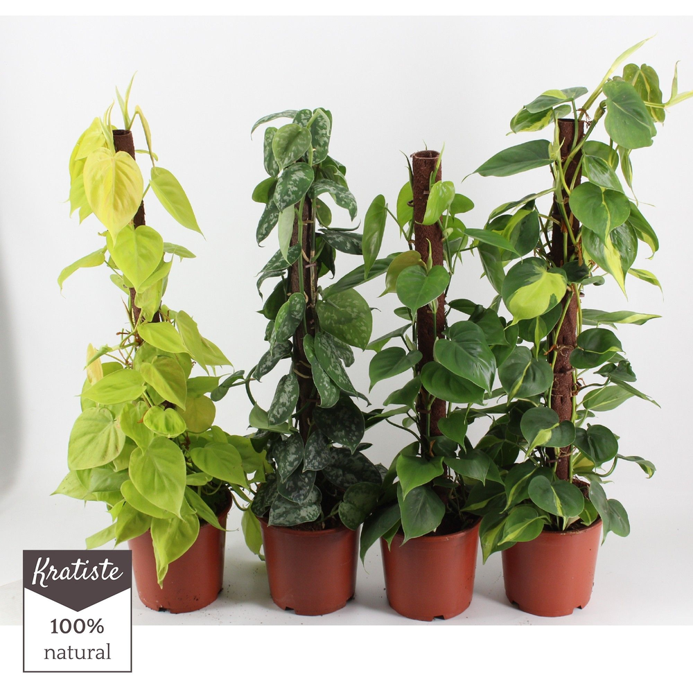 Philodendron MIX KRATISTE KLIMSTOK.