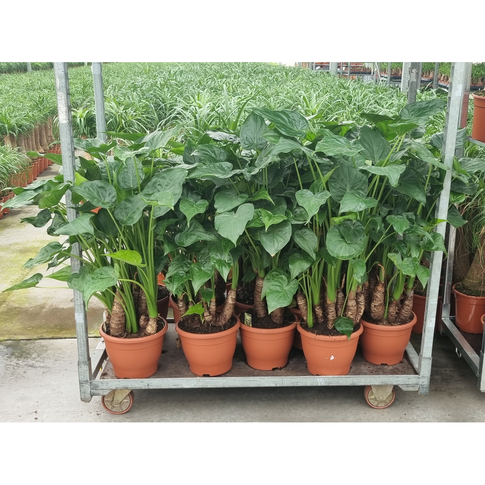Alocasia Multitrunk Green 26 cm.