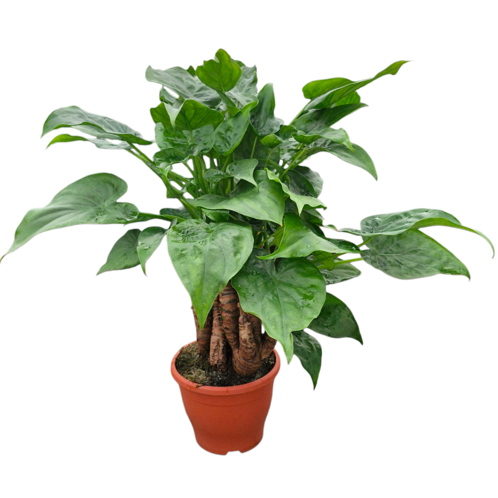 Alocasia multitrunk Green 23 cm.