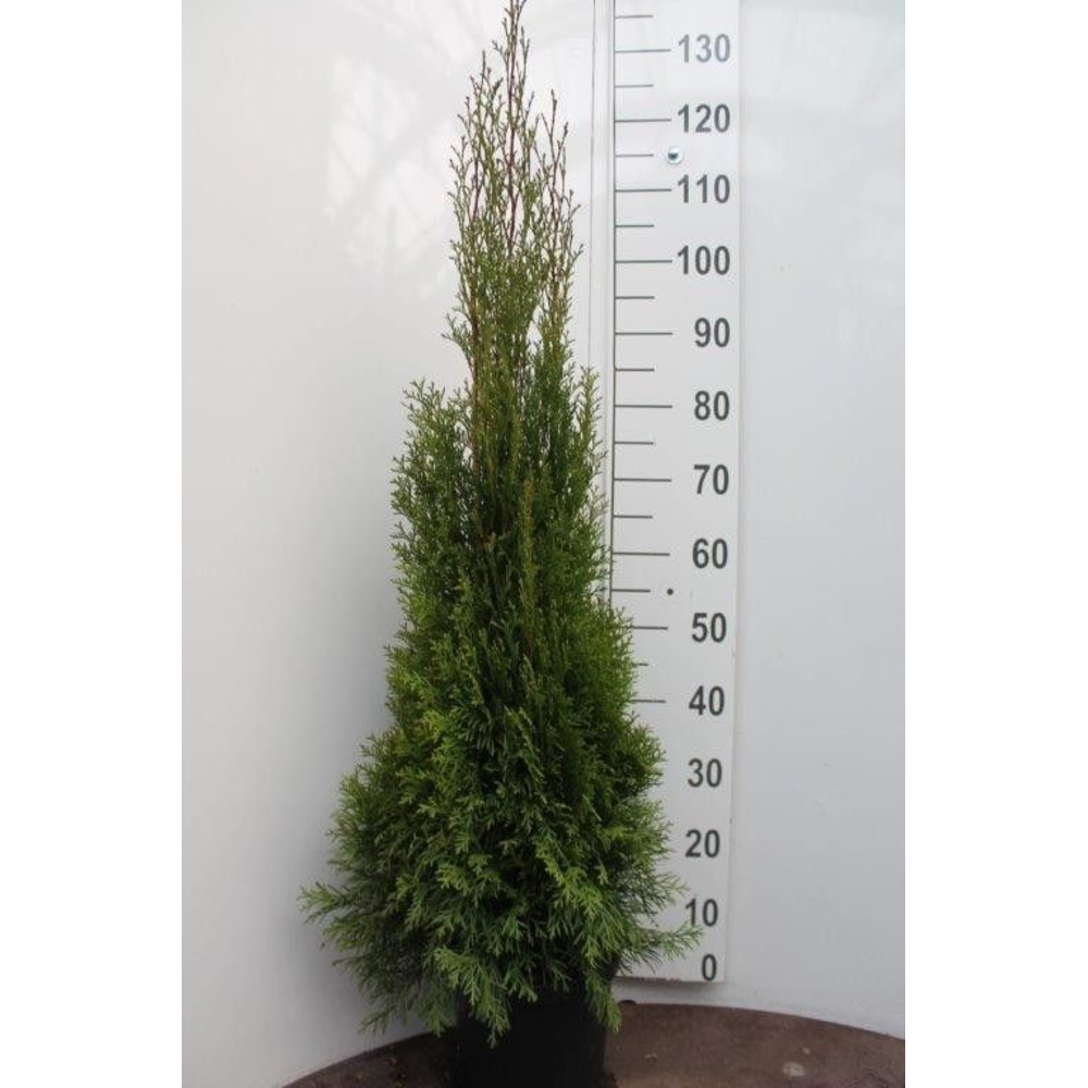 Thuja occidentalis 'Smaragd'.