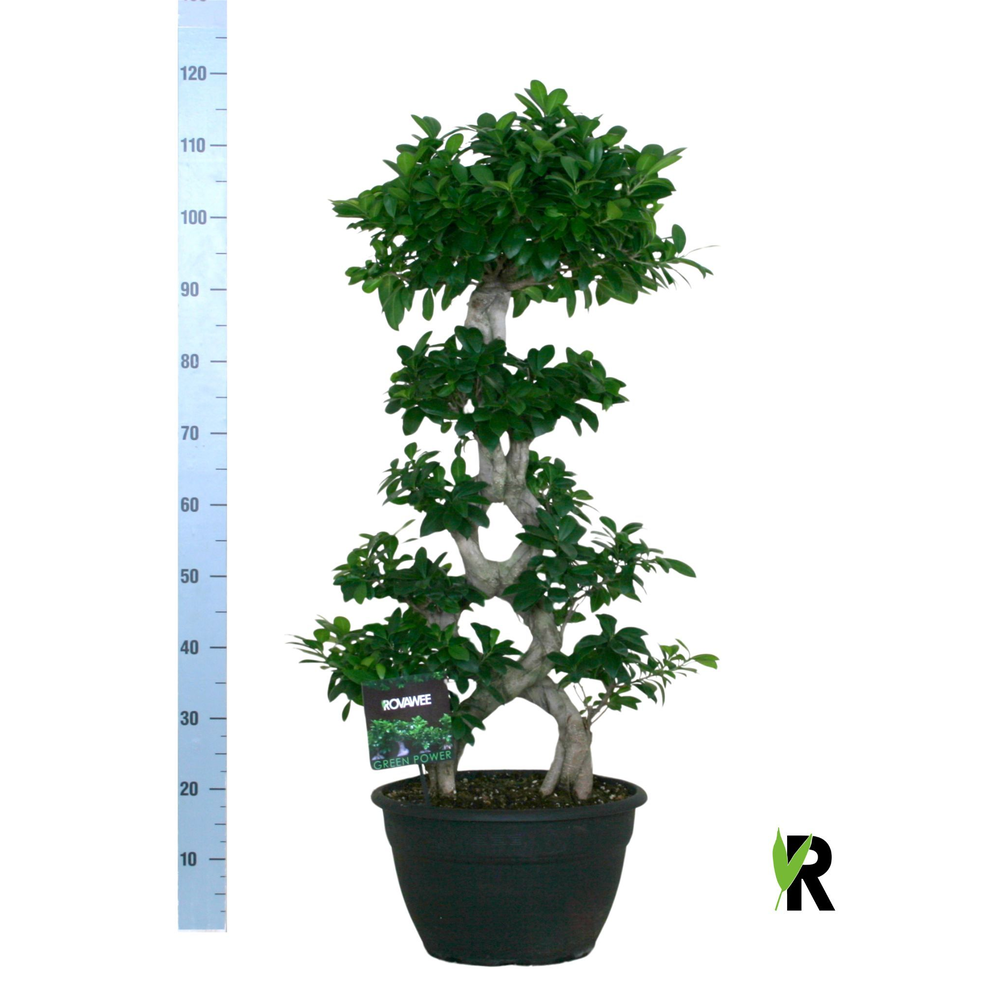 Ficus micr. 8-type.
