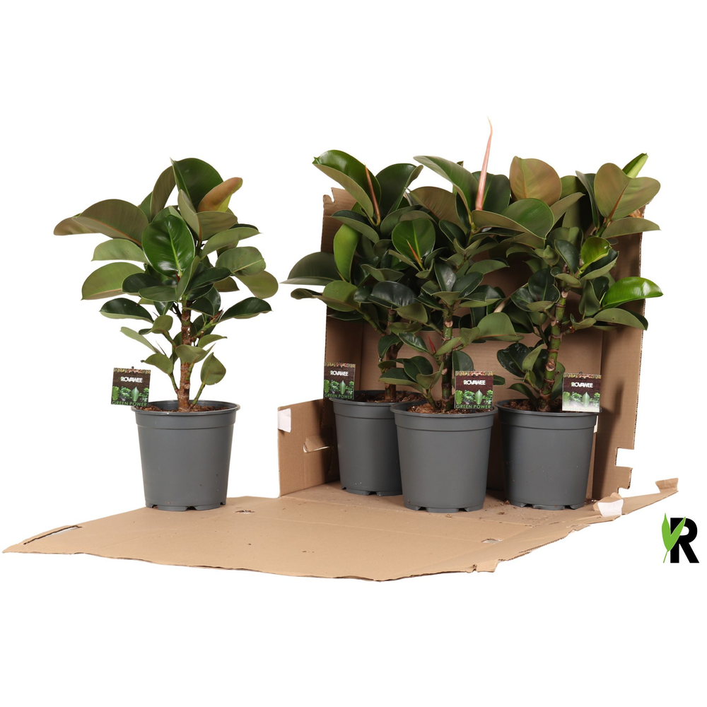 Ficus elast. Cloe vertakt in fust 352.