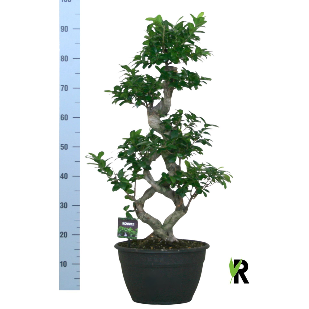 Ficus micr. 8-type.