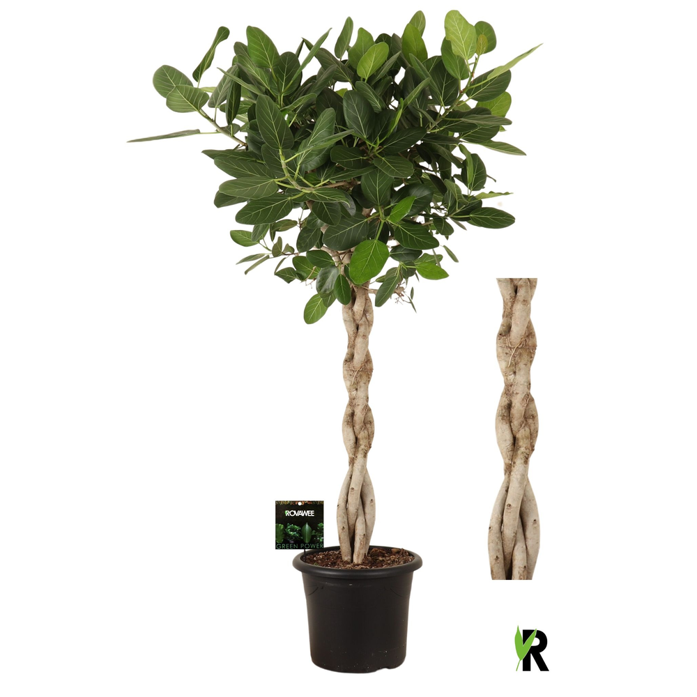 Ficus bengh Audrey melted braid in sierpot.