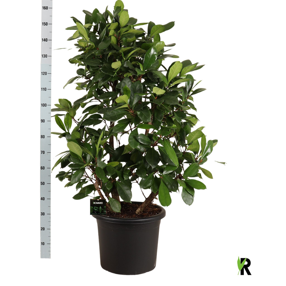 Ficus Cyathistipula vertakt.