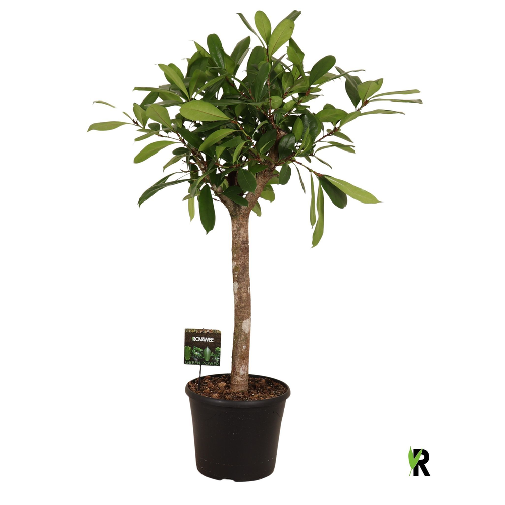 Ficus Cyathistipula op stam.