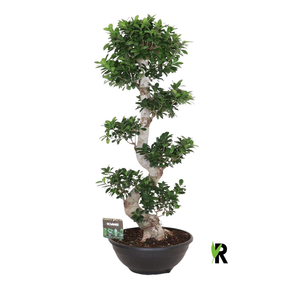 Ficus micr. S-type.