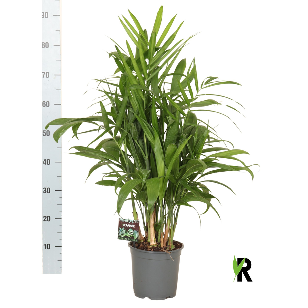 Chamaedorea Seifrizii.