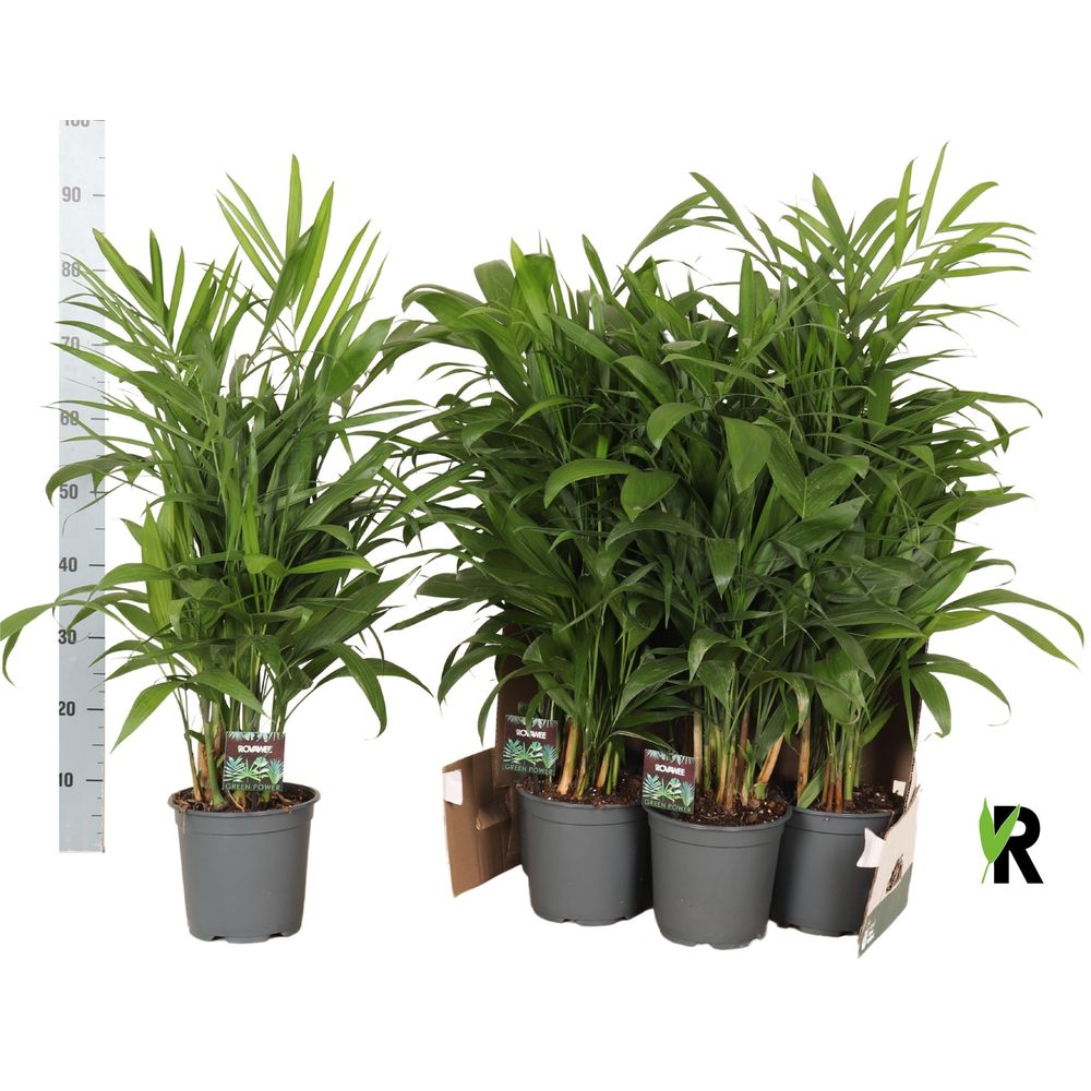 Chamaedorea Seifrizii in fust 352.