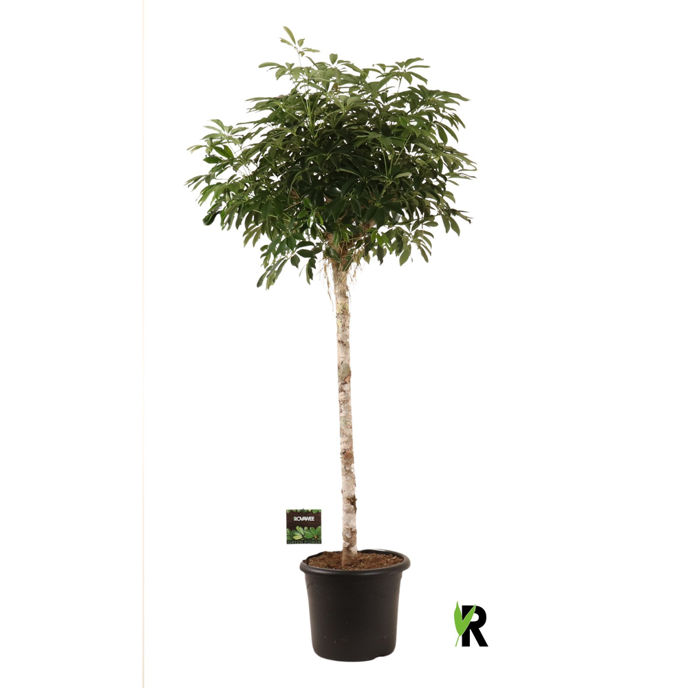 Schefflera arb. Compacta op stam.