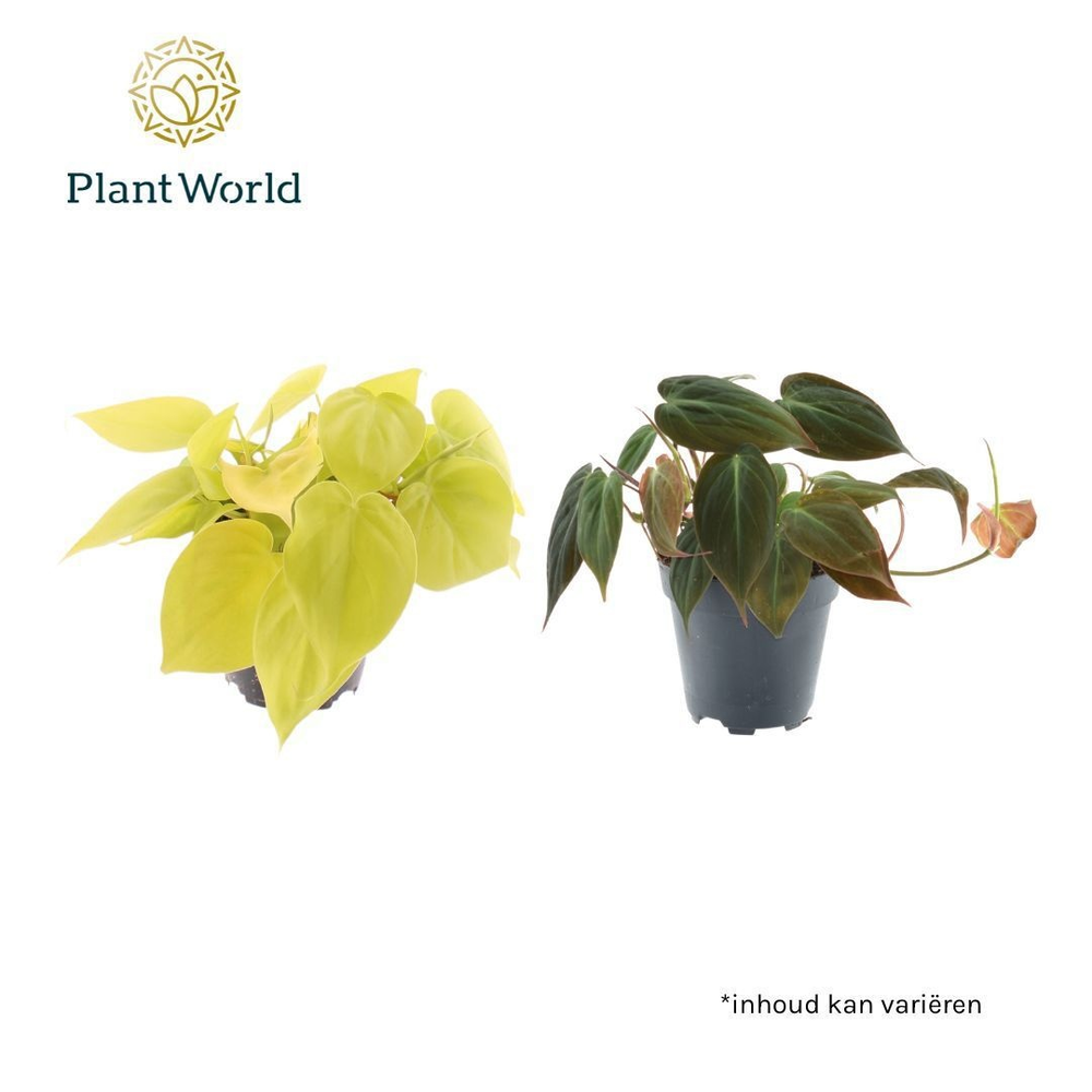 Philodendron scandens 'Micans' mix.