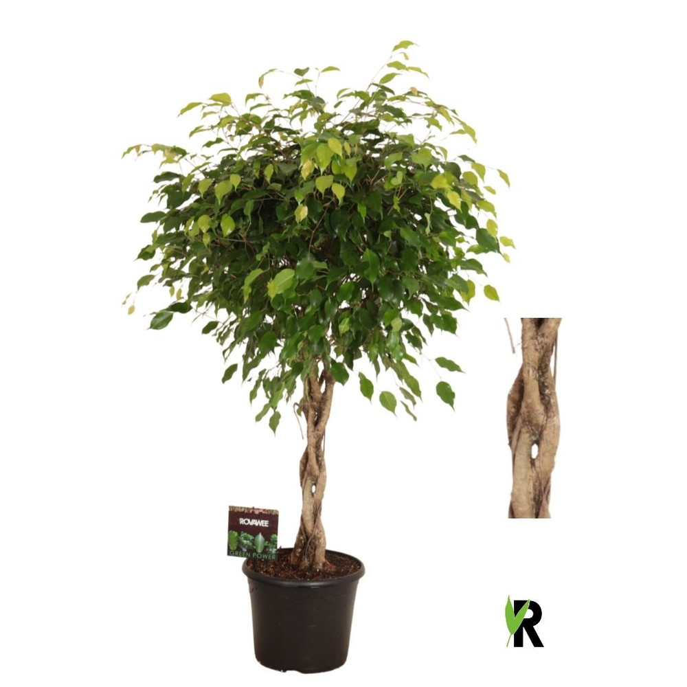 Ficus benj. Exotica melted braid.