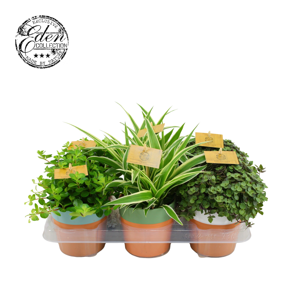 Gemengde tray 10,5cm in terrapot.