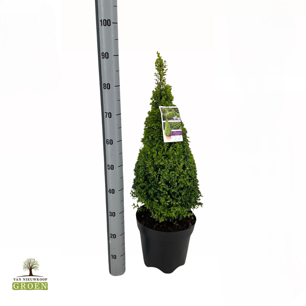 Buxus sempervirens Piramide 60-80.