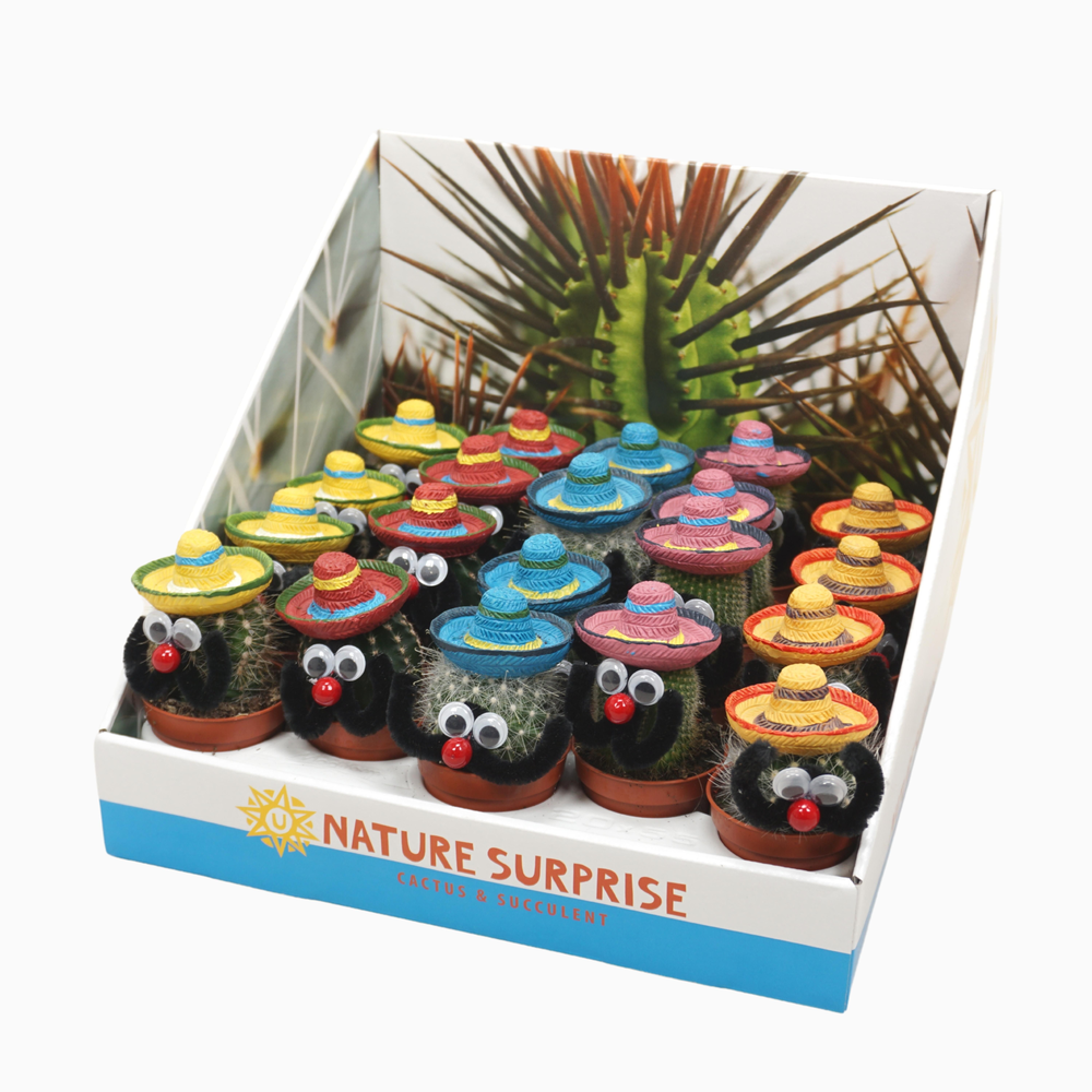 Mexicaanse mannetje cactus 5,5 cm in presentatiedo.