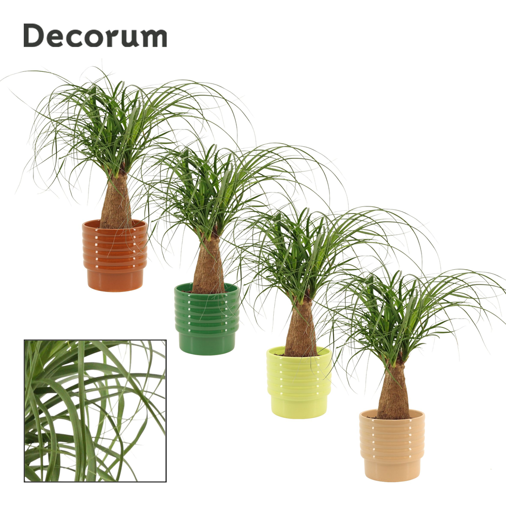 Beaucarnea recht 12 cm in Naemi (Natural bubble-co.