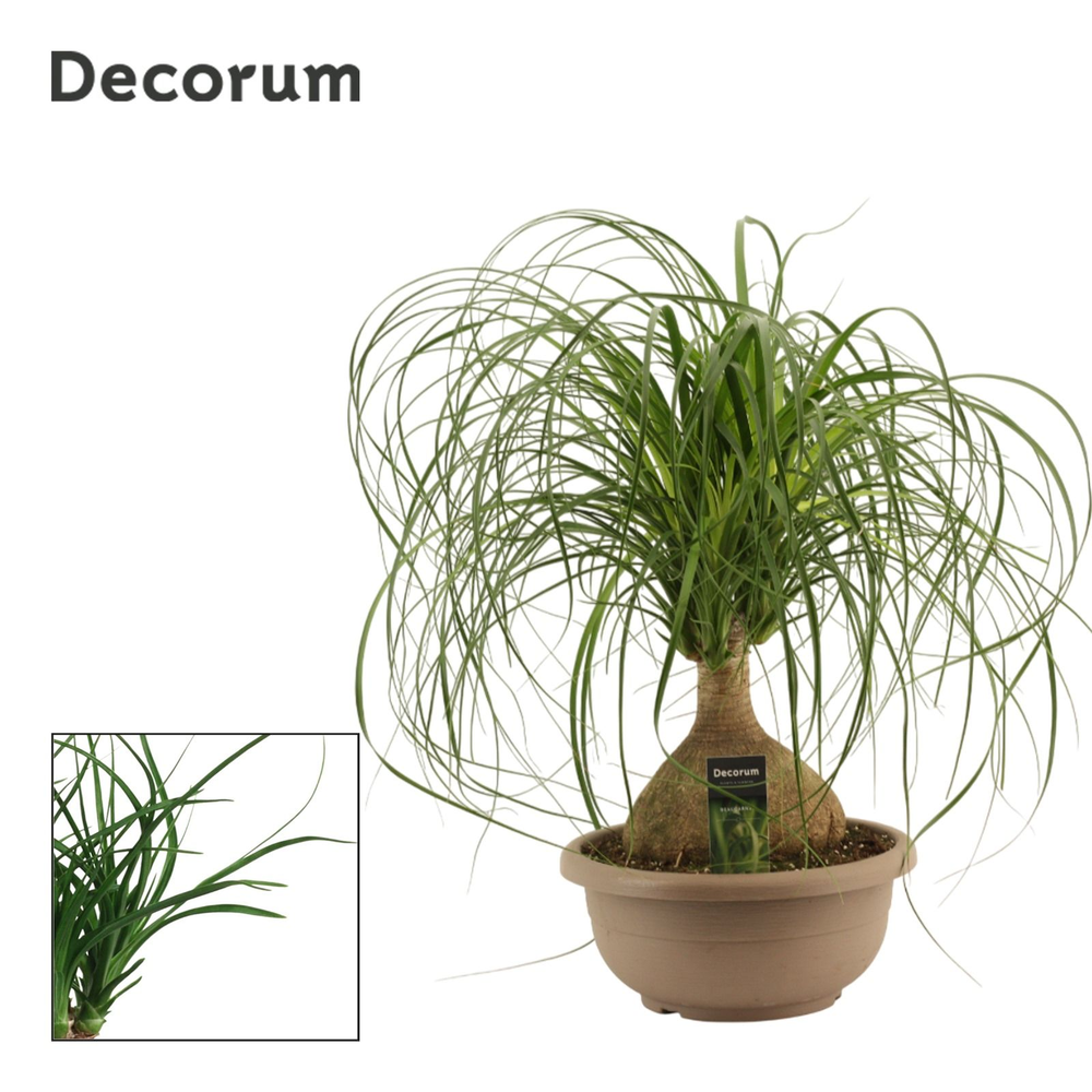 Beaucarnea bol 30 cm (Decorum).