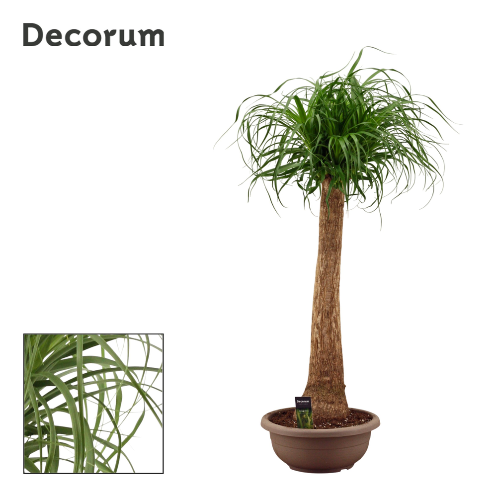 Beaucarnea recht compact in 35 cm (Decorum).