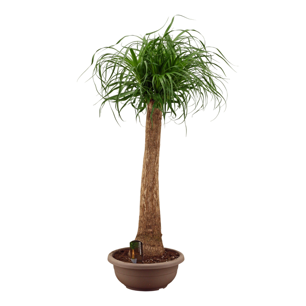 Beaucarnea recht compact in 35 cm.