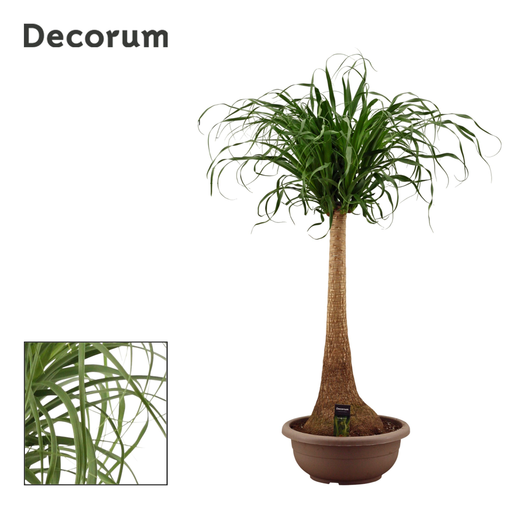 Beaucarnea recht compact in 40 cm(Decorum).