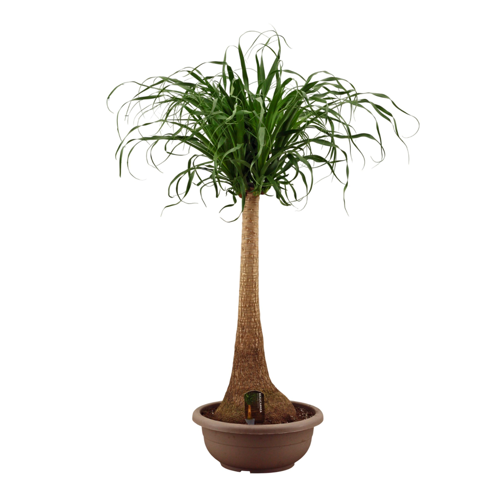 Beaucarnea recht compact in 40 cm.
